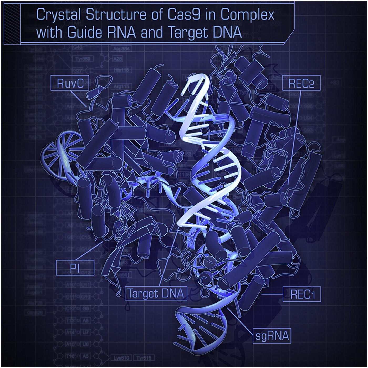 the crystal structure of Streptococcus pyogenes Cas9 in complex with sgRNA and its target DNA at 2.5 A ˚ resolution