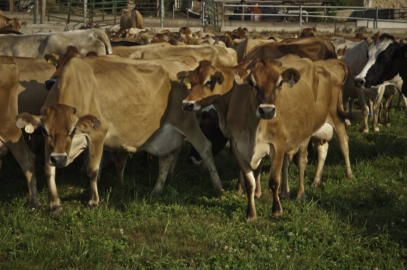 Grass fed Jersey and Holstein cows of Chapel’s Country Creamery in Easton, Maryland. Their dairy produces artisanal cheeses with high quality fresh raw milk, rich in cream. The cow