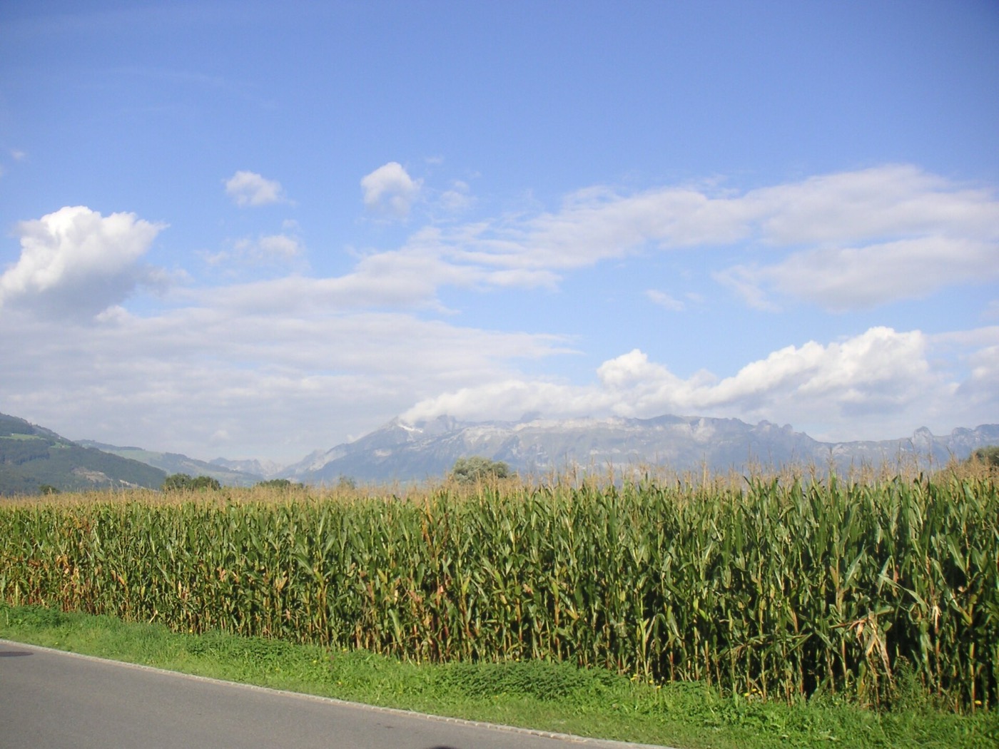 A corn field in Liechtenstein. Keywords: Field, corn, Liechtenstein, Mountains, Alps, Vaduz, sky, clouds, landscape