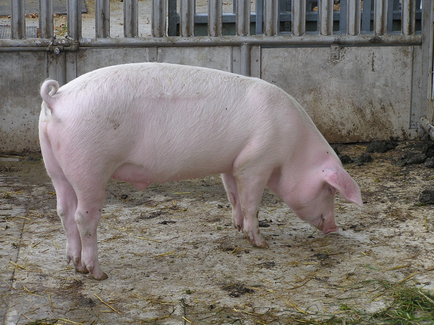 A domestic pig on an organic farm in Solothurn, Switzerland. On this farm two to three piglets are raised at a time. The pigs are fed cooked potatoes, amongst other things. They ar