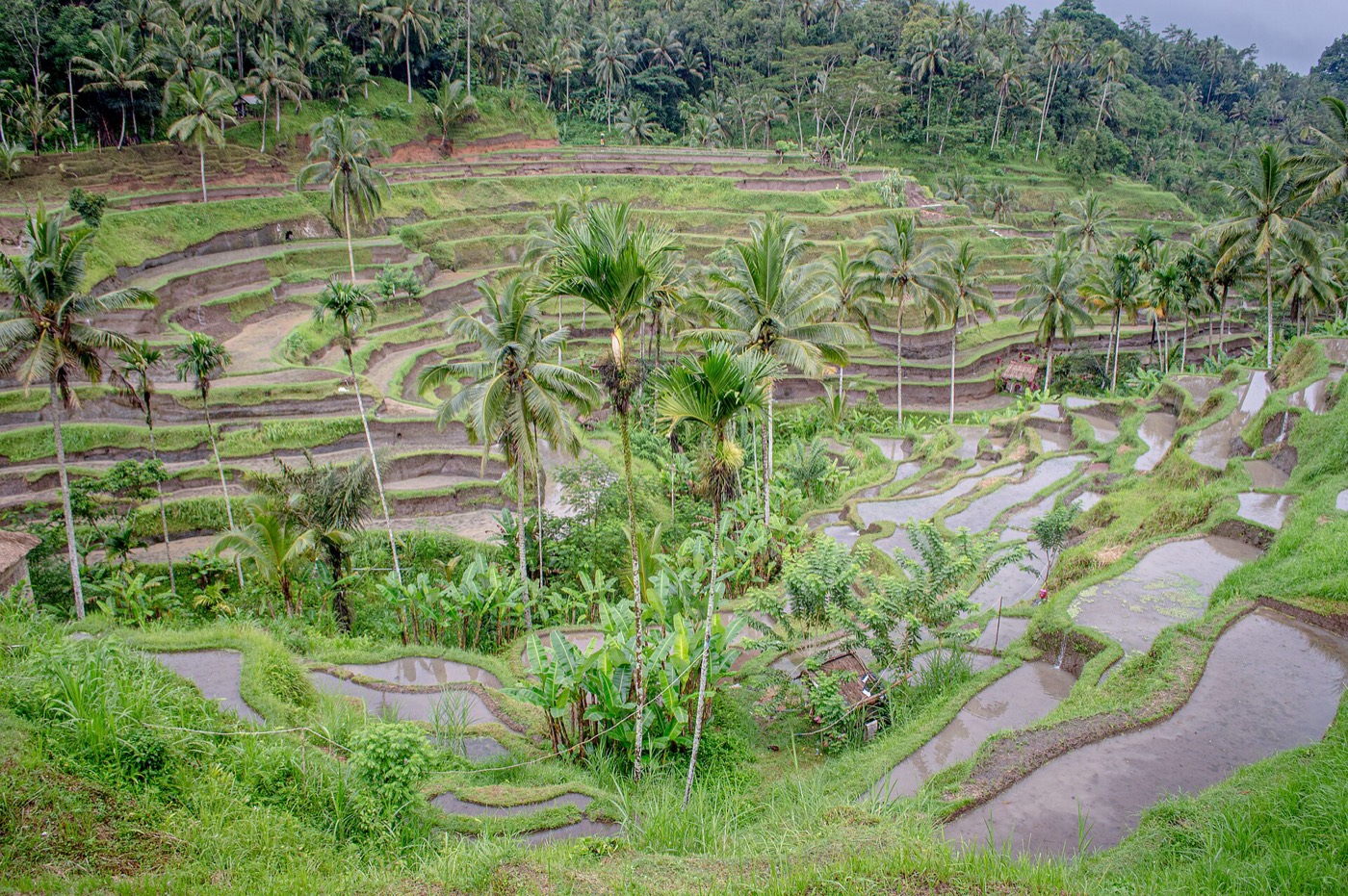The Tegallalang Rice Terraces are famous for their beautiful scenes of rice paddies and their innovative irrigation system
