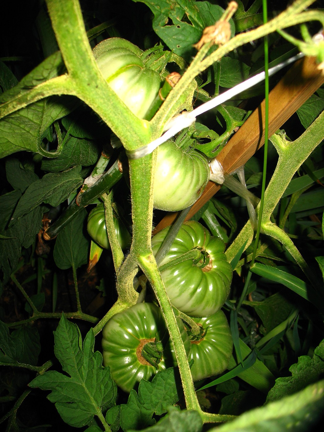 Brandywine tomato plant bearing fruit