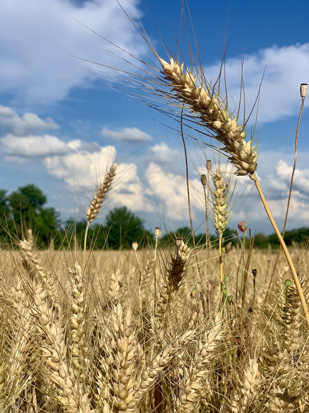 Ears of wheat