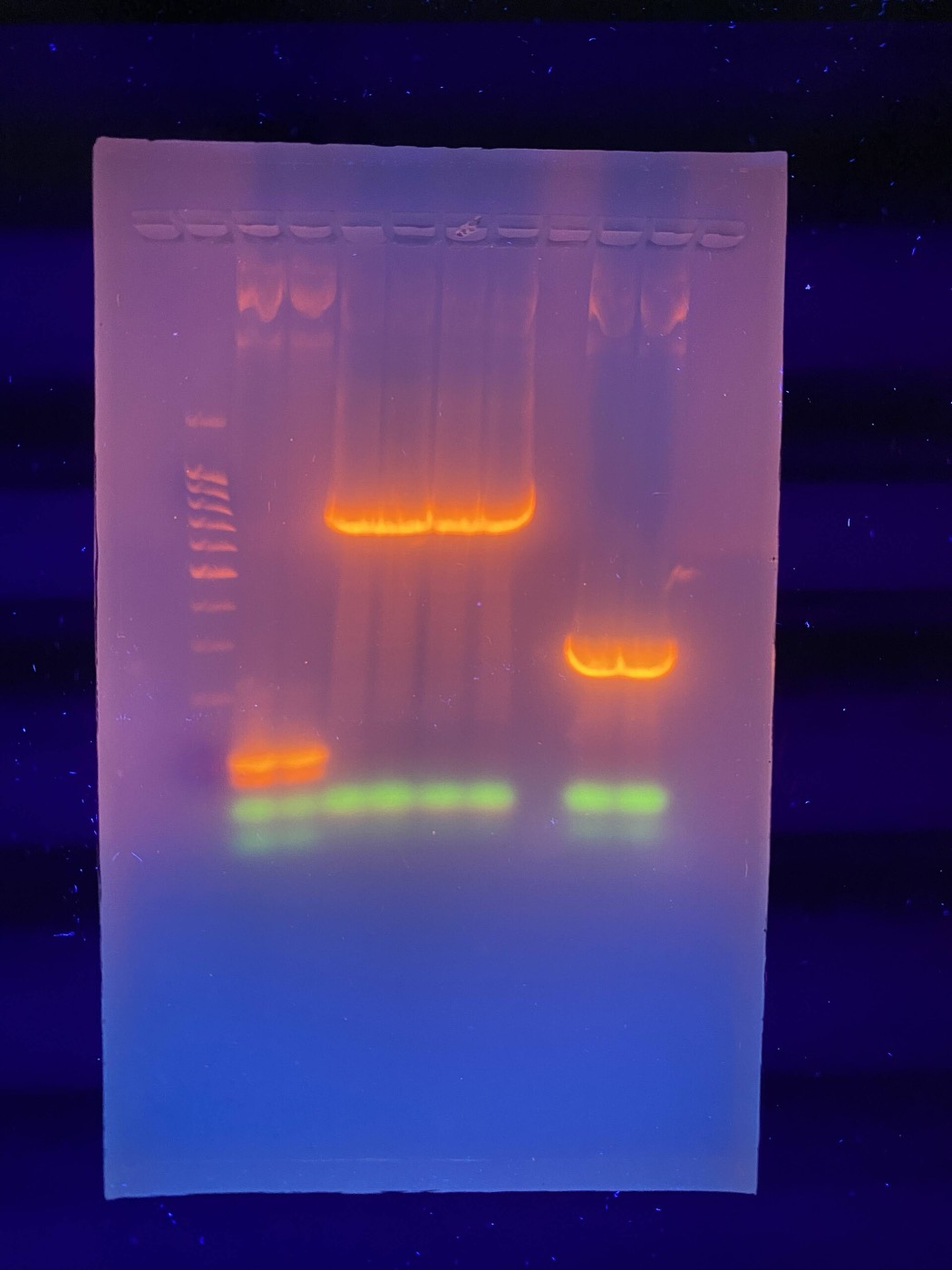 DNA separated by size in a gel. The bands are real fragments, made visible by a fluorescent stain.